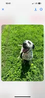Loki, a male Dalmatian for sale in Vincennes, IN – 7 of 8
