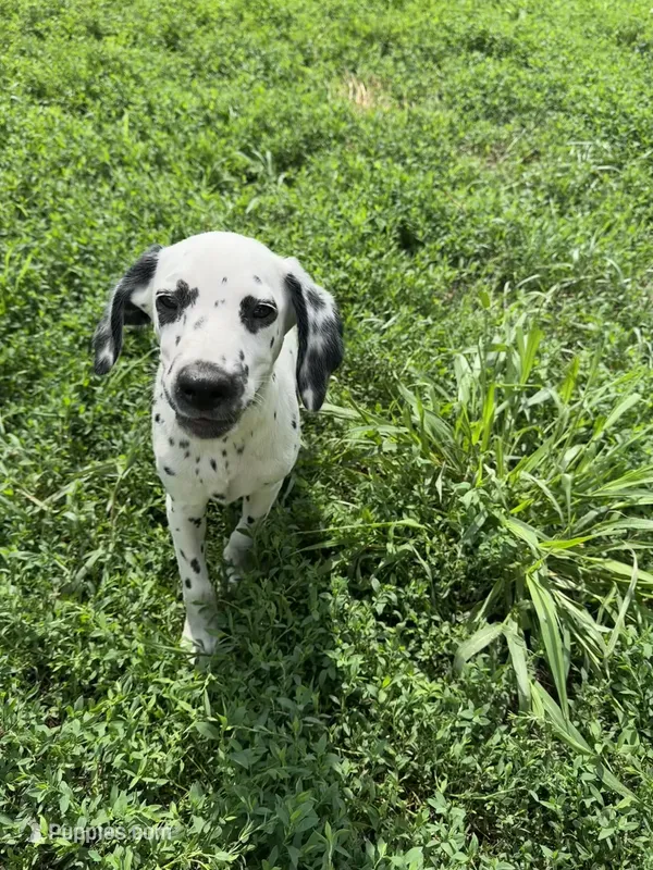 Missy – Dalmatian puppy for sale in Vincennes, IN