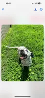 Loki, a male Dalmatian for sale in Vincennes, IN – 3 of 8