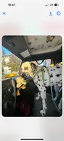 Loki, a male Dalmatian for sale in Vincennes, IN – 8 of 8