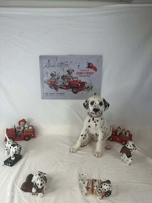Kanga – Dalmatian puppy for sale in Vincennes, IN