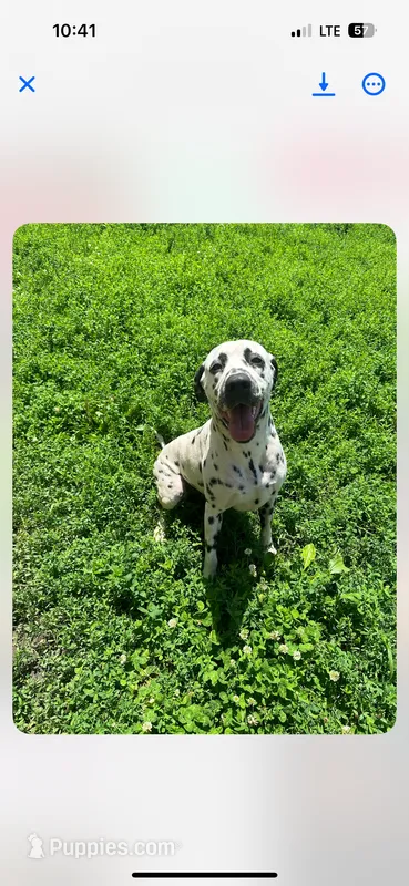 Loki – Dalmatian puppy for sale in Vincennes, IN