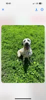 Loki, a male Dalmatian for sale in Vincennes, IN – 1 of 8