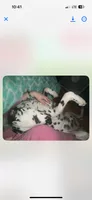 Loki, a male Dalmatian for sale in Vincennes, IN – 4 of 8