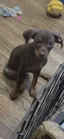 Chip, a male Miniature Pinscher for sale in Los Angeles, CA – 2 of 8