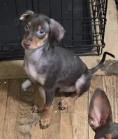 Dale, a female Miniature Pinscher for sale in Los Angeles, CA – 3 of 8