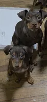 Dale, a female Miniature Pinscher for sale in Los Angeles, CA – 2 of 8
