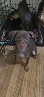 Chip, a male Miniature Pinscher for sale in Los Angeles, CA – 6 of 8