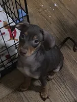 Dale, a female Miniature Pinscher for sale in Los Angeles, CA – 6 of 8