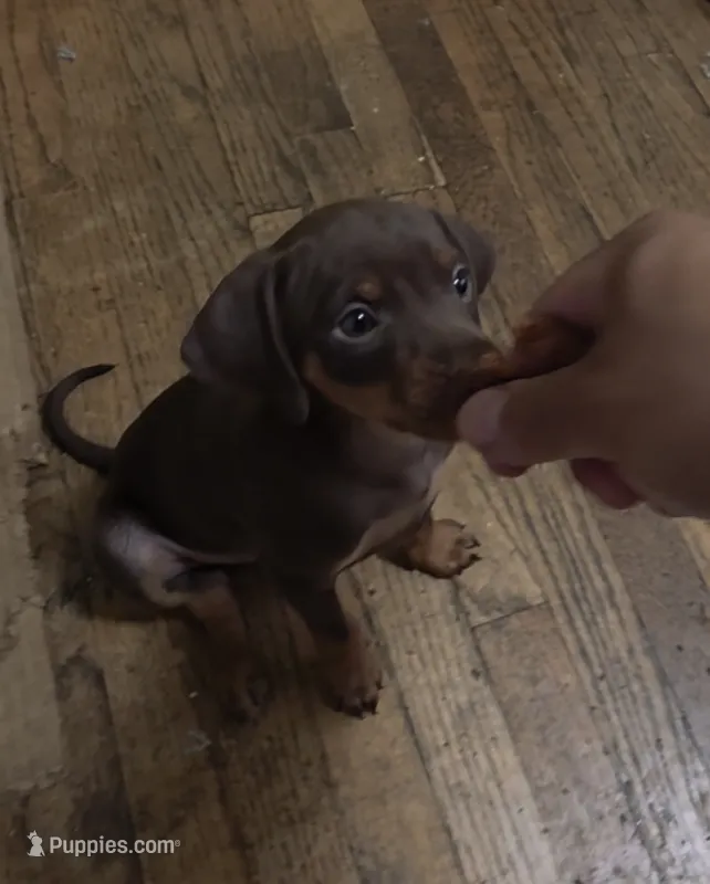 Chip – Miniature Pinscher puppy for sale in Los Angeles, CA