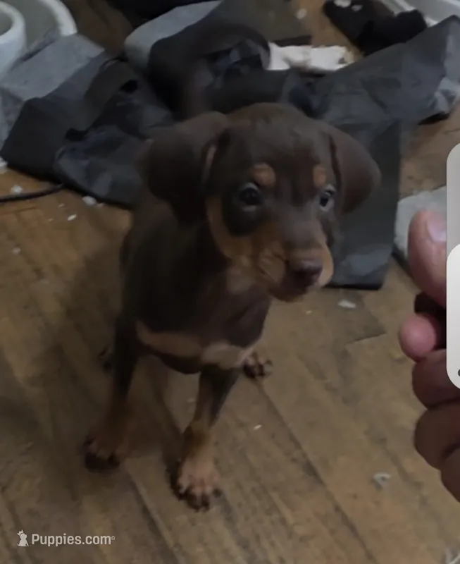 Dale – Miniature Pinscher puppy for sale in Los Angeles, CA