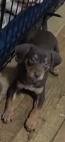 Dale, a female Miniature Pinscher for sale in Los Angeles, CA – 5 of 8