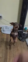 Dale, a female Miniature Pinscher for sale in Los Angeles, CA – 4 of 8
