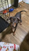 Dale, a female Miniature Pinscher for sale in Los Angeles, CA – 7 of 8