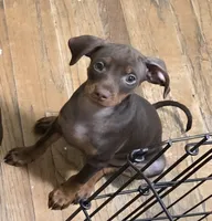 Chip, a male Miniature Pinscher for sale in Los Angeles, CA – 4 of 8