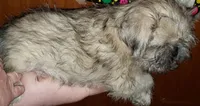 Nick, a male Pug and Shih Tzu for sale in McAlester, OK – 6 of 6