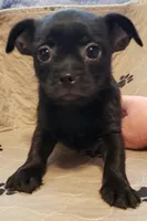 Oscar, a male Shih Tzu and Yorkshire Terrier for sale in McAlester, OK – Photo 2 of 4