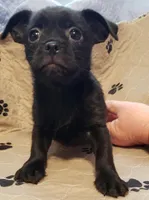 Oscar, a male Shih Tzu and Yorkshire Terrier for sale in McAlester, OK – Photo 1 of 4