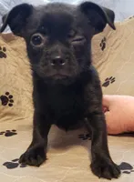 Oscar, a male Shih Tzu and Yorkshire Terrier for sale in McAlester, OK – Photo 4 of 4