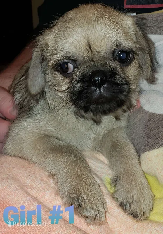 Piper – Pug, Shih Tzu puppy for sale in McAlester, OK