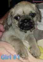 Piper, a female Pug and Shih Tzu for sale in McAlester, OK – 1 of 2