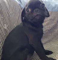 Leo, a male Pug for sale in McAlester, OK – Photo 2 of 2