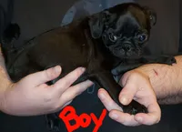 Jack, a male Pug for sale in McAlester, OK – 3 of 3