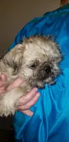 Nick, a male Pug and Shih Tzu for sale in McAlester, OK – 5 of 6