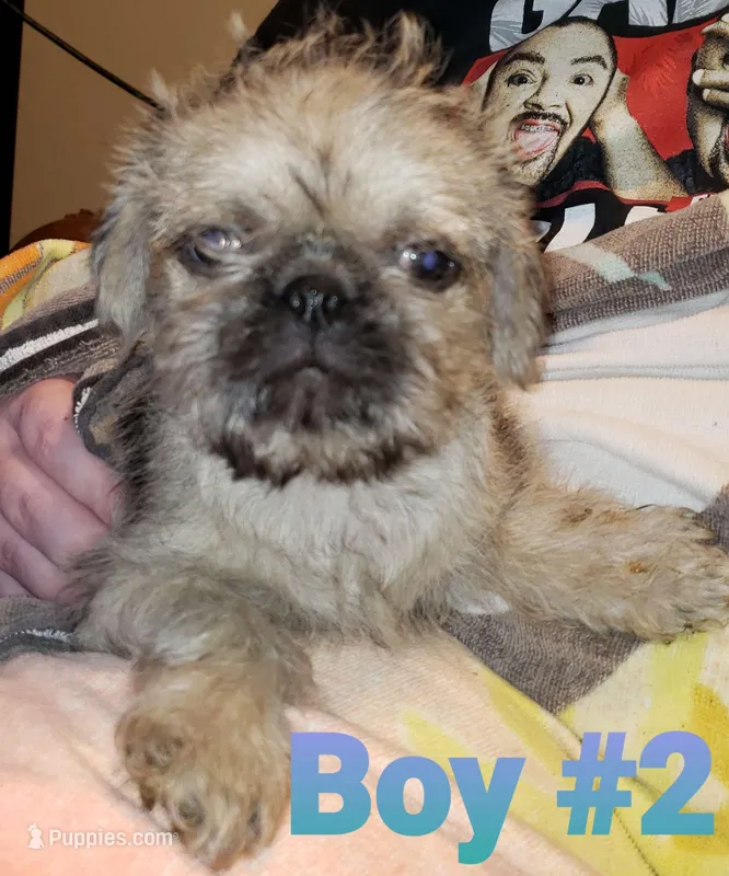 Nick – Pug, Shih Tzu puppy for sale in McAlester, OK