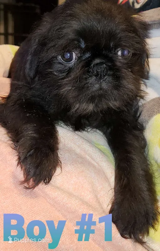 Oscar – Pug, Shih Tzu puppy for sale in McAlester, OK