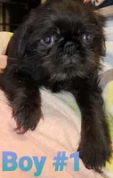 Oscar, a male Pug and Shih Tzu for sale in McAlester, OK – 1 of 2
