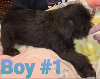 Oscar, a male Pug and Shih Tzu for sale in McAlester, OK – 2 of 2