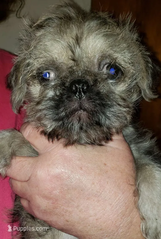 Gizmo – Pug, Shih Tzu puppy for sale in McAlester, OK