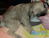Piper, a female Pug and Shih Tzu for sale in McAlester, OK – 2 of 2