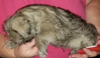 Nick, a male Pug and Shih Tzu for sale in McAlester, OK – 3 of 3
