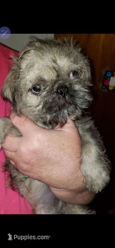 Nick – Pug, Shih Tzu puppy for sale in McAlester, OK