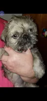 Nick, a male Pug and Shih Tzu for sale in McAlester, OK – 1 of 3