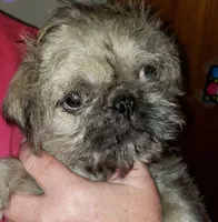 Gizmo, a male Pug and Shih Tzu for sale in McAlester, OK – 3 of 3