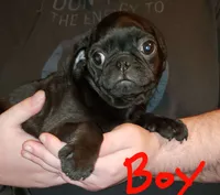 Jack, a male Pug for sale in McAlester, OK – 2 of 3