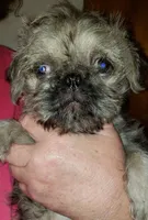 Nick, a male Pug and Shih Tzu for sale in McAlester, OK – 2 of 3