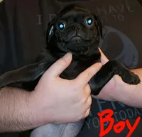 Jack, a male Pug for sale in McAlester, OK – 1 of 3