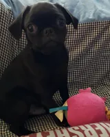 Milo, a male Pug for sale in McAlester, OK – Photo 1 of 3