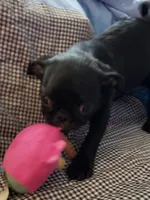 Milo, a male Pug for sale in McAlester, OK – Photo 2 of 3