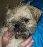 Nick, a male Pug and Shih Tzu for sale in McAlester, OK – 4 of 6