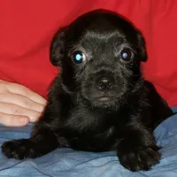 Oscar, a male Shih Tzu and Yorkshire Terrier for sale in McAlester, OK – Photo 3 of 4