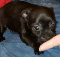 Oscar, a male Shih Tzu and Yorkshire Terrier for sale in McAlester, OK – Photo 2 of 4