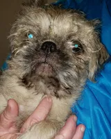Nick, a male Pug and Shih Tzu for sale in McAlester, OK – 3 of 6