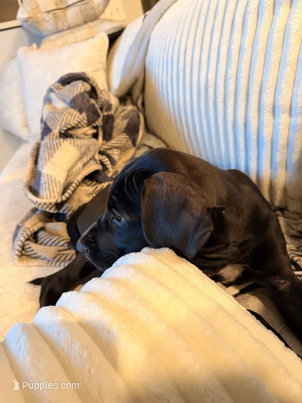 Dallys – Great Dane puppy for sale in Kennesaw, GA