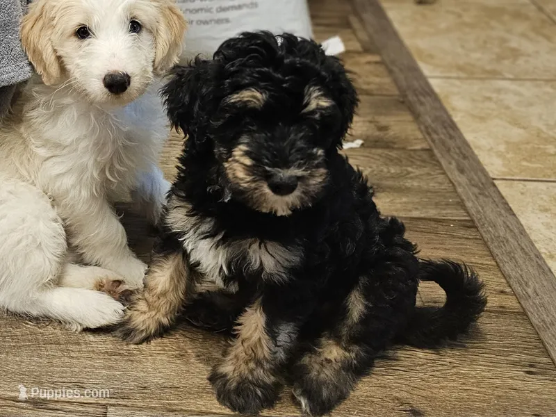 Buddy  – Miniature Bernedoodle puppy for sale in Granby, MO