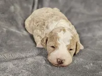 Lady, a female Miniature Bernedoodle for sale in Granby, MO – Photo 1 of 2